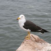 Belcher's Gull